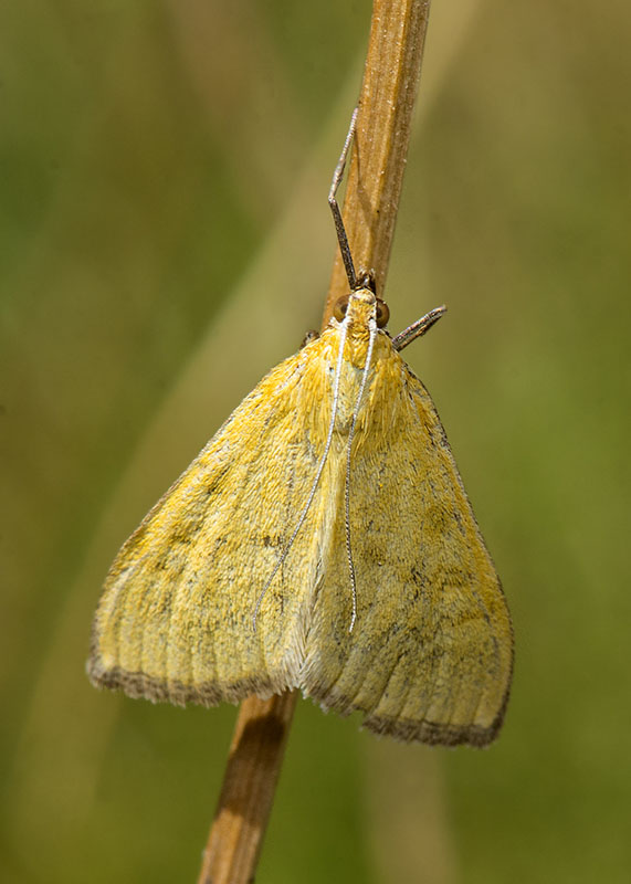 Crambidae - Mecyna cfr. flavalis